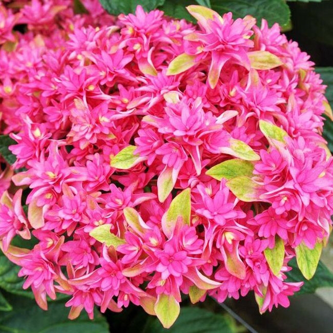 Гортензия крупнолистная Принцесса Диана