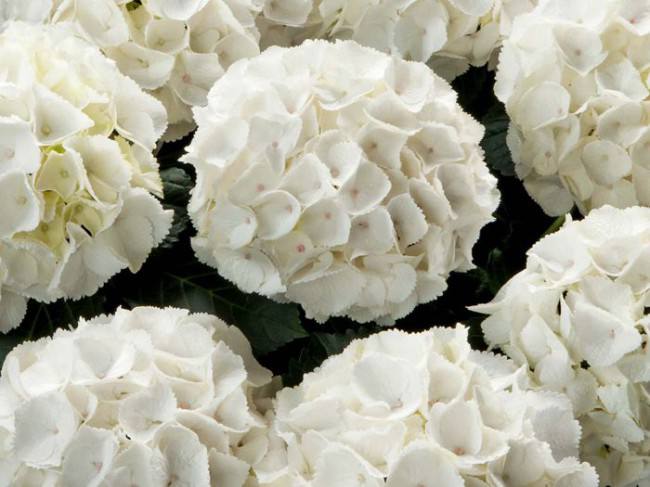 Гортензия крупнолистная Saxon Kleiner Winterberg