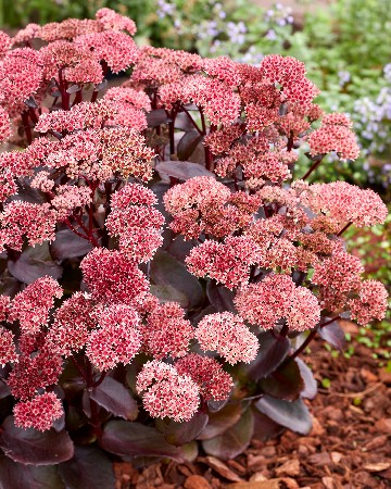 ОЧИТОК БЛЭК НАЙТ (В упаковке 1 шт.). Колорлайн