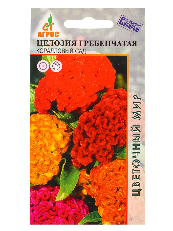 Семена Целозия гребенчатая