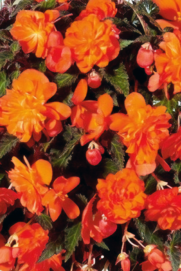 ПРОМО Бегония Пендула Оранжевая 5/6 (В упаковке 1 шт.)