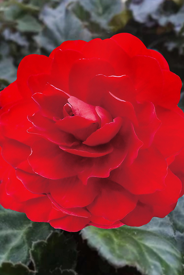 ПРОМО Бегония Нон Стоп алая 5/6 (В упаковке 1 шт.)