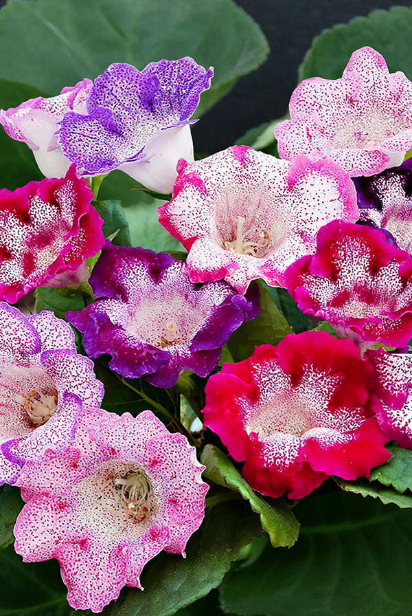 ПРОМО Глоксиния Тайгер смесь 5/6 (В упаковке 2 шт.)