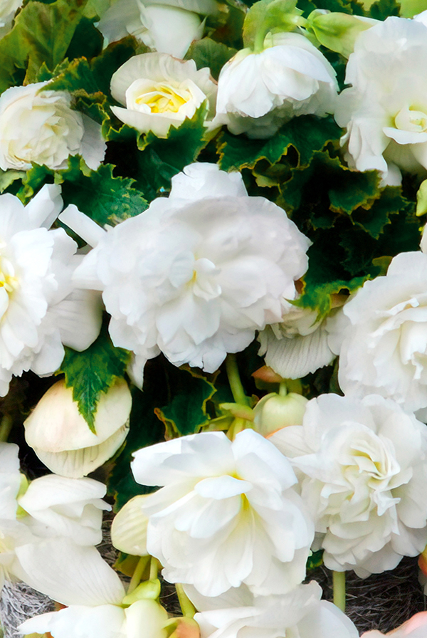 ПРОМО Бегония Каскад Пендула белая 5/6 (В упаковке 2 шт.)