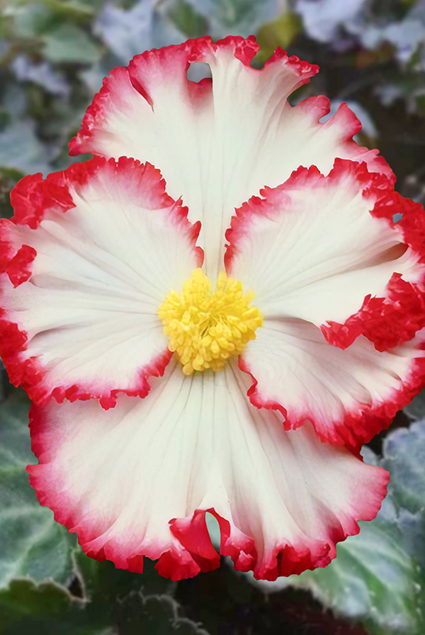 ПРОМО Бегония Криспа маргината белая/красная 5/6 (В упаковке 1 шт.)