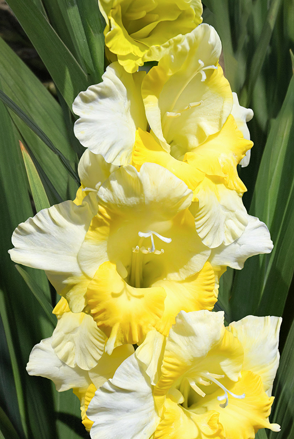 Гладиолус Багги Размер 10/12 (В упаковке 10 шт.)