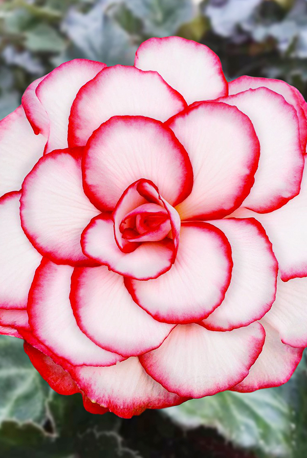 ПРОМО Бегония Пикоти Бело-красная 5/6 (В упаковке 2 шт.)