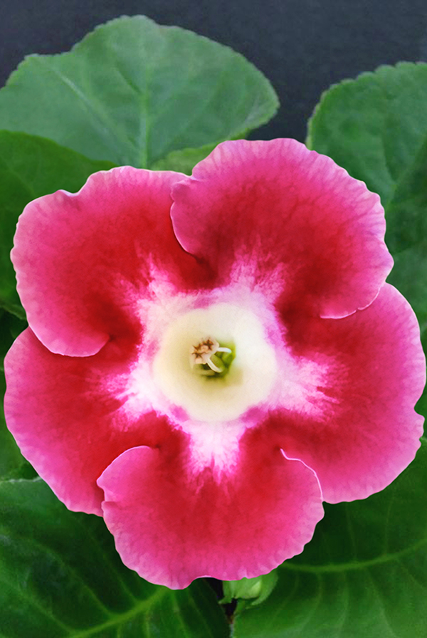 ПРОМО Глоксиния Бланш де Меру 5/6 (В упаковке 1 шт.)