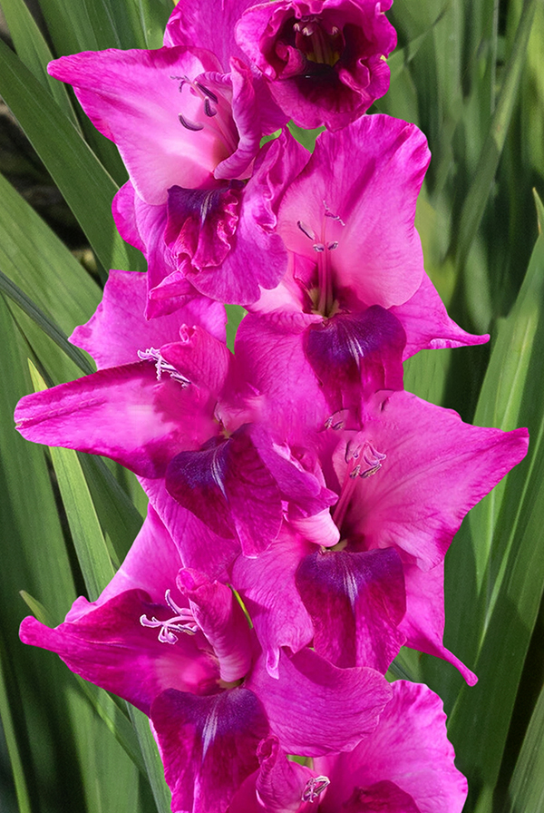 Гладиолус Мистик Маджента Размер 12/14 (В упаковке 5 шт.)