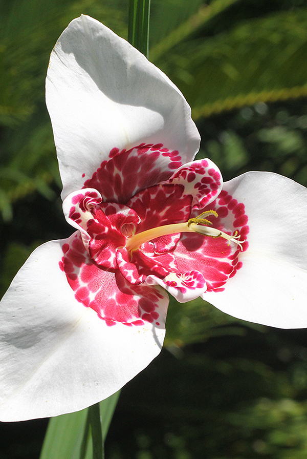 ПРОМО Тигридия Алба Грандифлора 7/9 (В упаковке 3 шт.)