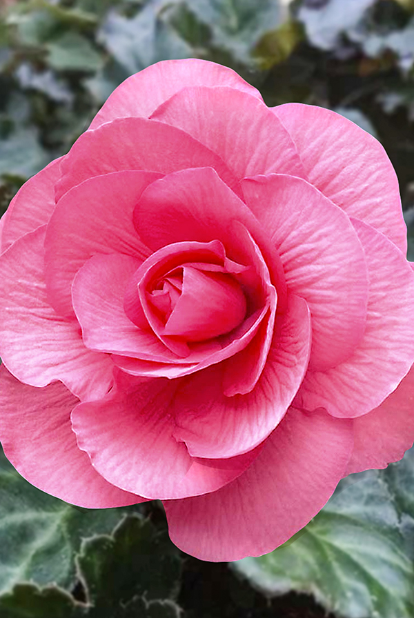 ПРОМО Бегония Нон Стоп розовая 5/6 (В упаковке 1 шт.)