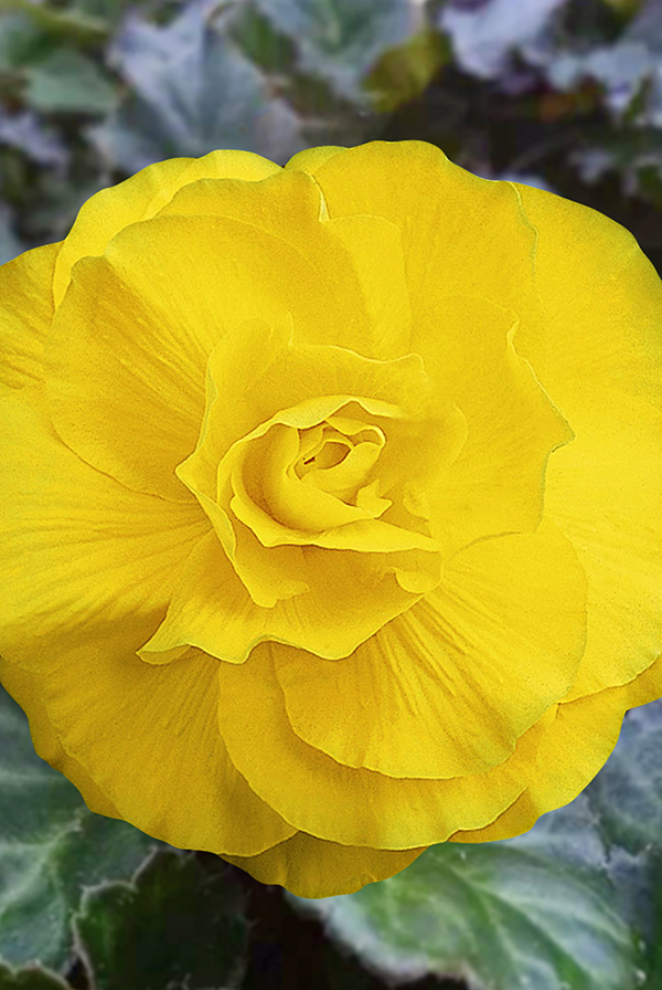 ПРОМО Бегония Махровая желтая 5/6 (В упаковке 2 шт.)