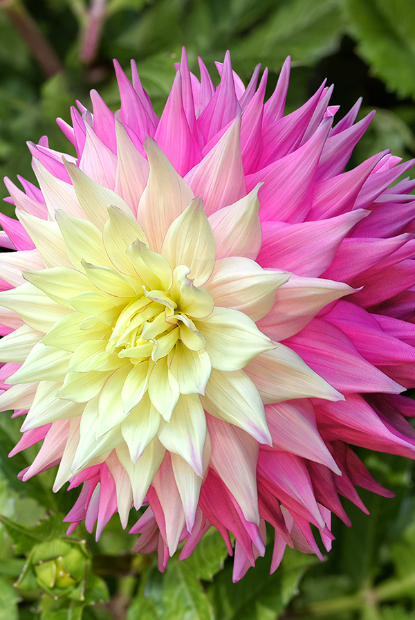 Георгин Сэр Алф Рамсей (В упаковке 1 шт.)