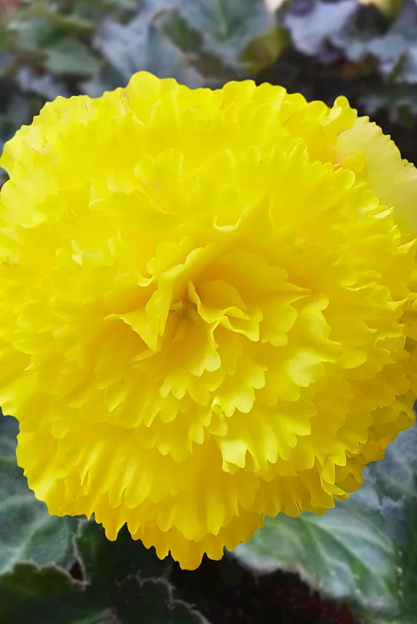 ПРОМО Бегония Бахромчатая желтая 5/6 (В упаковке 2 шт.)