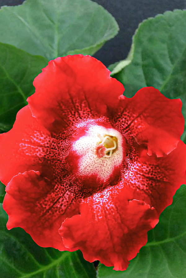 ПРОМО Глоксиния Дефианс 5/6 (В упаковке 1 шт.)