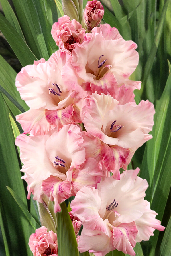 Гладиолус Черри Кэнди Размер 12/14 (В упаковке 5 шт.)