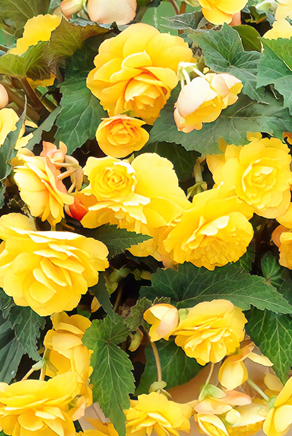 ПРОМО Бегония Каскад Пендула желтая 5/6 (В упаковке 2 шт.)