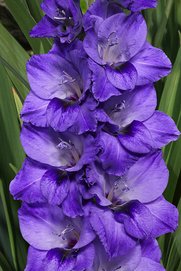 Гладиолус Куки Размер 10/12 (В упаковке 10 шт.)