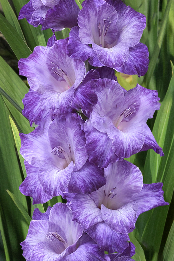 Гладиолус Мауве Мьюз Размер 12/14 (В упаковке 5 шт.)