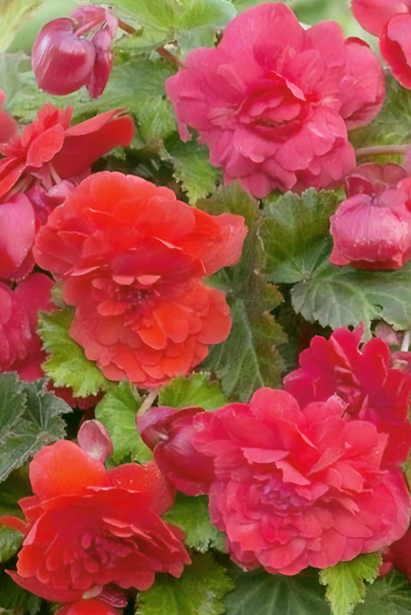 ПРОМО Бегония Пендула Алая 5/6 (В упаковке 1 шт.)