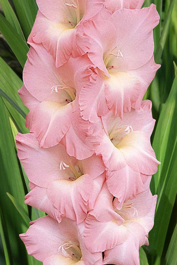 Гладиолус Френдшип Размер 10/12 (В упаковке 8 шт.)