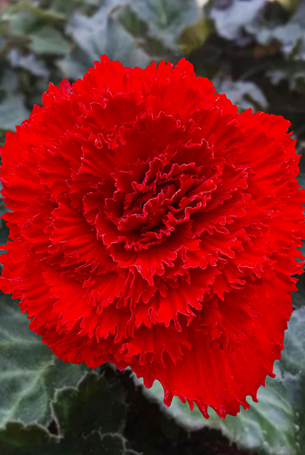 ПРОМО Бегония Бахромчатая красная 5/6 (В упаковке 1 шт.)