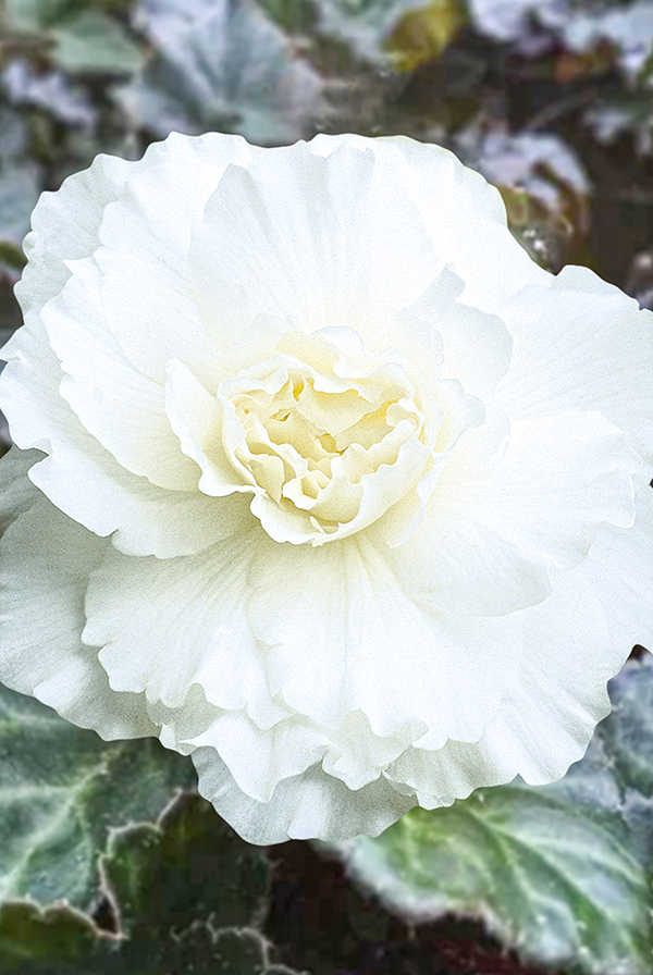 ПРОМО Бегония Махровая белая 5/6 (В упаковке 2 шт.)