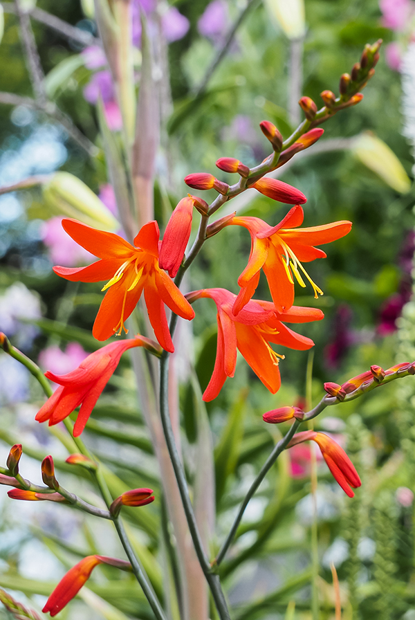 ПРОМО Крокосмия Смесь 7/+ (В упаковке 3 шт.)