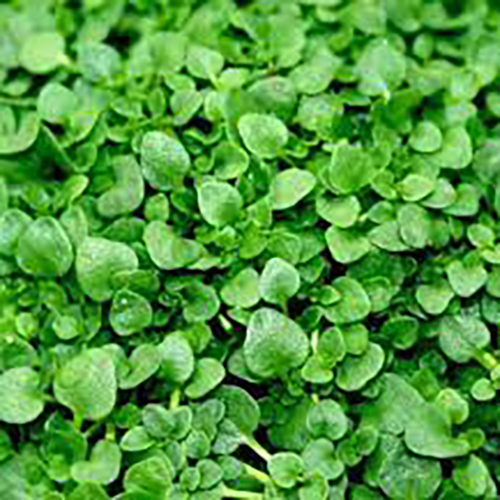 Мята Mentha requienii Mini Mint (тип горшка p9)