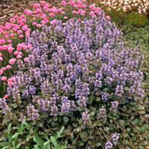 Живучка (Аюга) Ajuga reptans Atropurpurea (тип горшка p9)