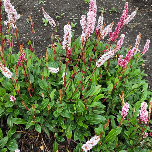 Горец Persicaria affine Superba (тип горшка p9)