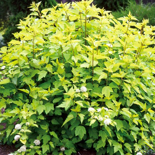 Пузыреплодник калинолистный Physocarpus opul. Angel gold (тип горшка c5)