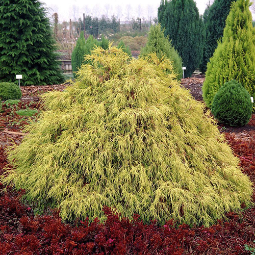 Кипарисовик горохоплодный Chamaecyparis pis. Filifera Aurea (тип горшка c3)