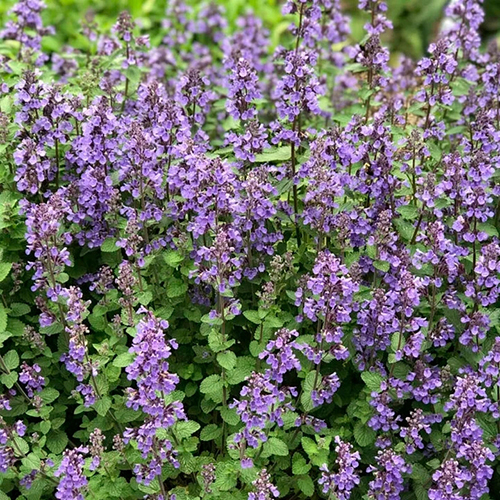Котовник Nepeta fasseni Nepeta Blue (тип горшка p9)