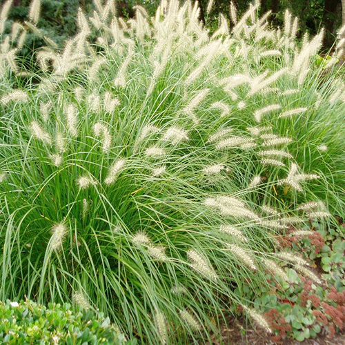 Пеннисетум лисохвостный Pennisetum alopecuroides (тип горшка p9)