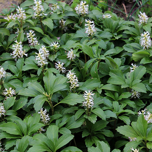 Пахизандра верхушечная Pachysandra terminalis (тип горшка p9)