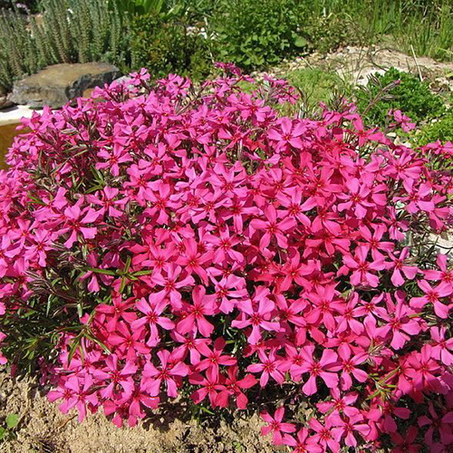Флокс Phlox subulata Atropurpurea (тип горшка p9)