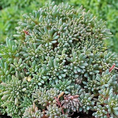Очиток Sedum Lizard (тип горшка p9)