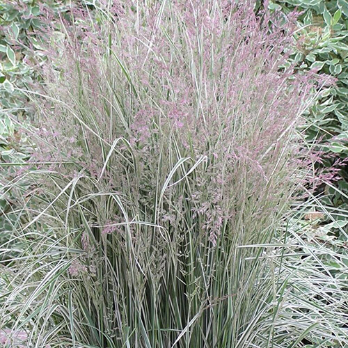 Вейник Calamagrostis acutiflora Overdam (тип горшка c1)