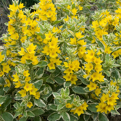 Вербейник Lysimachia punctata (тип горшка p9)