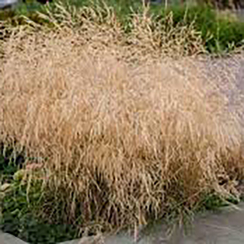 Щучка дернистая Deschampsia cespitosa Goldtau (тип горшка p9)