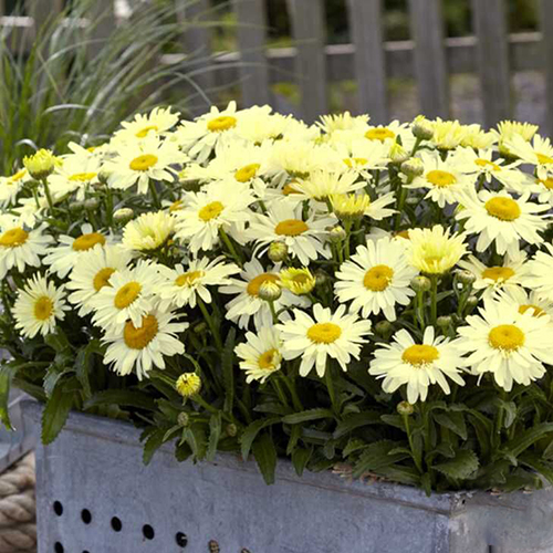 Нивяник Leucanthemum Ooh La Lacrème (тип горшка c1)