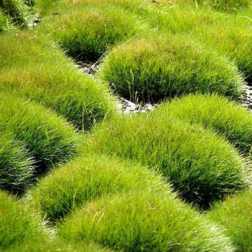 Овсяница Festuca Gautieri (тип горшка c3)