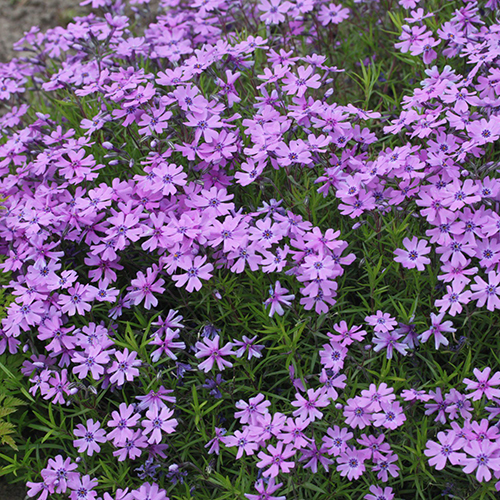 Флокс Phlox subulata Purple (тип горшка p9)