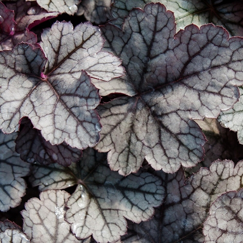 Гейхера Heuchera Sugar Frosting (тип горшка p9)