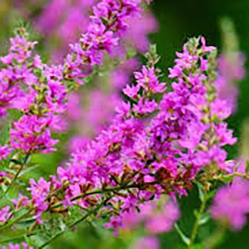 Дербенник иволистный Lythrum salicaria Rosy Gem (тип горшка p9)