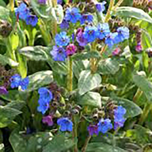Медуница Pulmonaria (тип горшка c1)