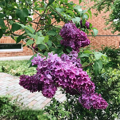Сирень обыкновенная Syringa vulgaris Olja (тип горшка c3)