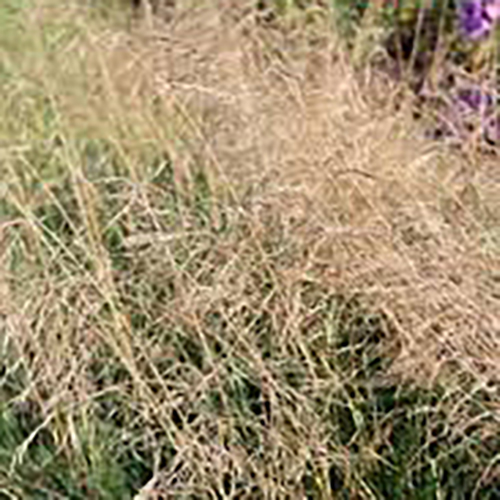 Щучка дернистая Deschampsia cespitosa Goldschleier (тип горшка p9)