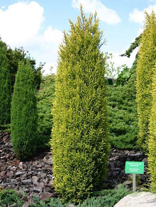 Можжевельник обыкновенный Juniperus comm. Gold Cone (тип горшка c5)